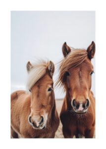 Två Ponnys poster