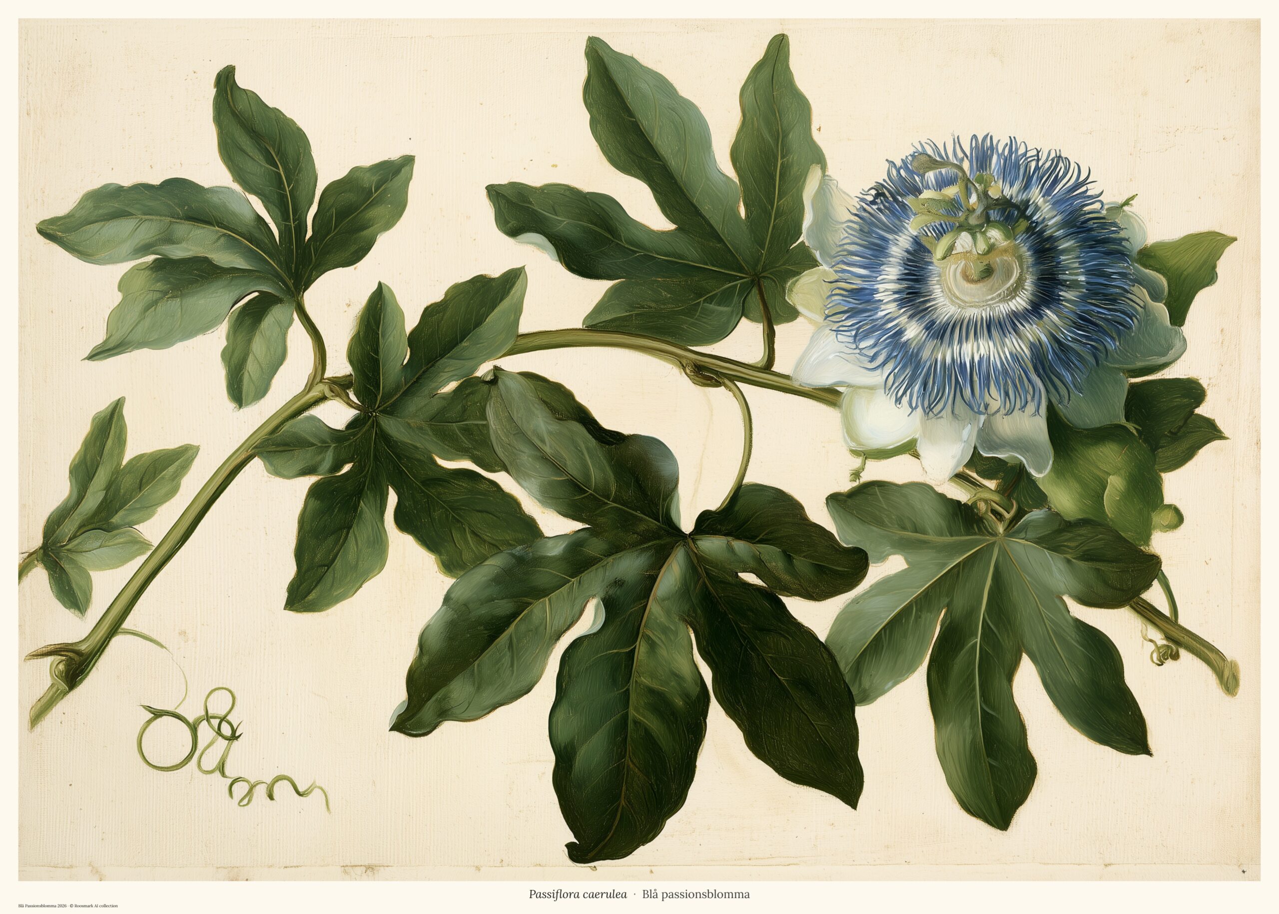 Blå Passionsblomma – AI-poster ur kollektionen Botanica Vändkrets