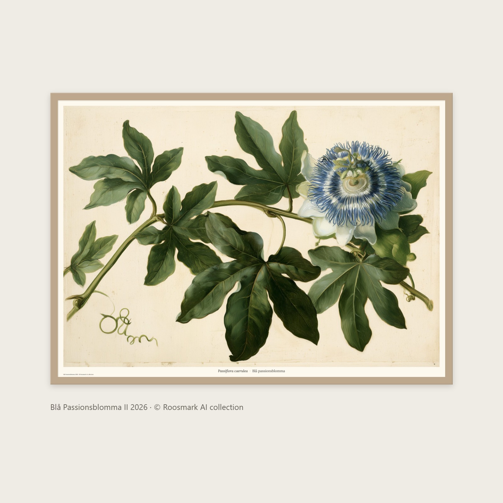 Blå Passionsblomma II